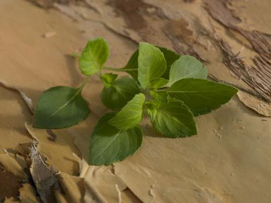 Holy Basil Plant - John E. Kelly/Photodisc/Getty Images