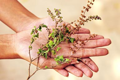 Hands holding basil stem, partial view - Visage/Stockbyte/Getty Images